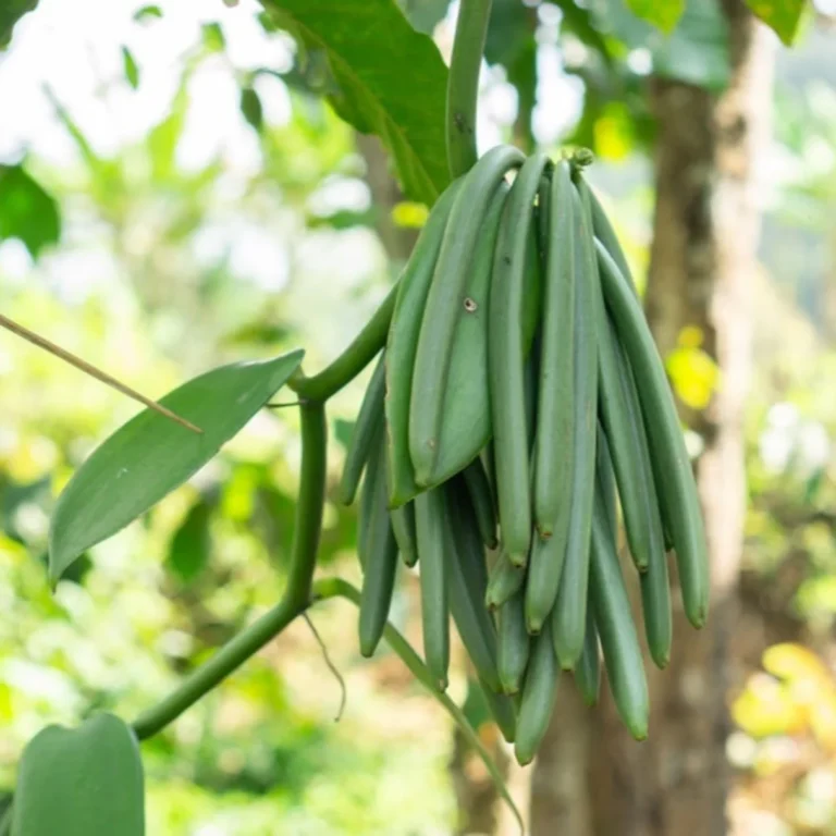 vanilla beans pods on stem