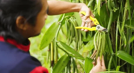 closeup vanilla farmer harvesting green 260nw 2601458235